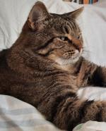 Приют для кошек "Муркоша" (Россия, Москва) фото