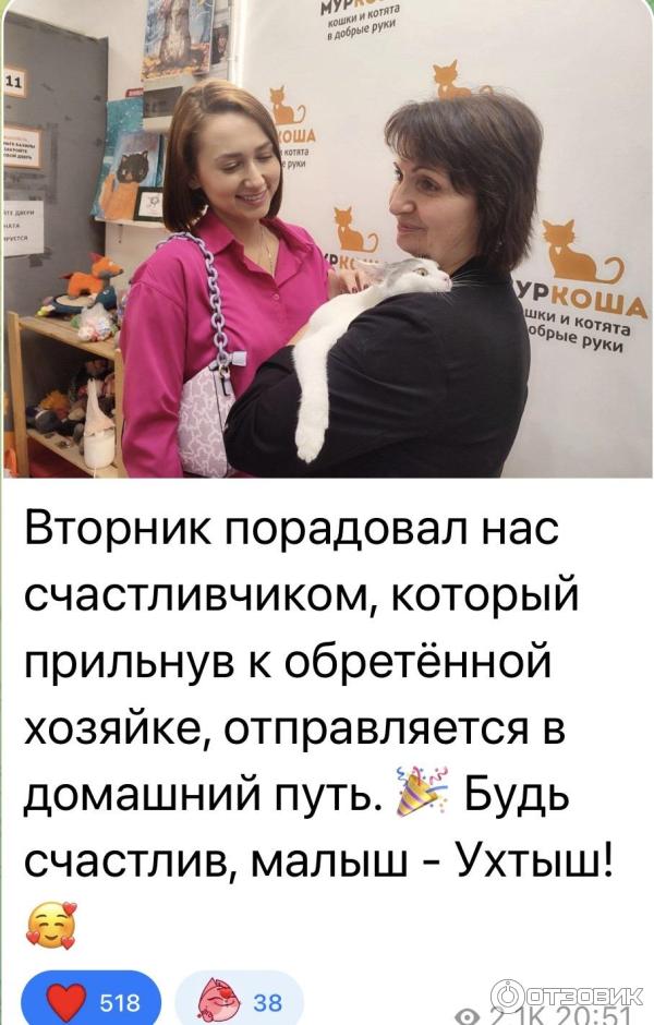 Приют для кошек Муркоша (Россия, Москва) фото