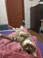 Приют для кошек "Муркоша" (Россия, Москва) фото