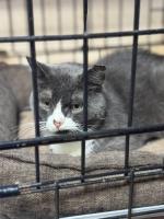 Приют для кошек "Муркоша" (Россия, Москва) фото