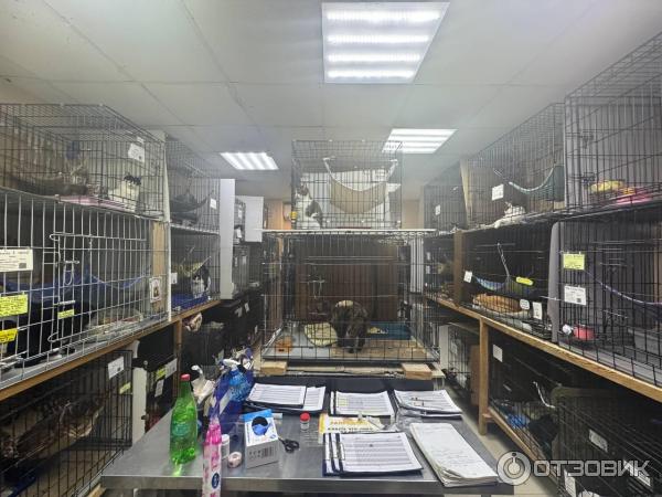 Приют для кошек Муркоша (Россия, Москва) фото