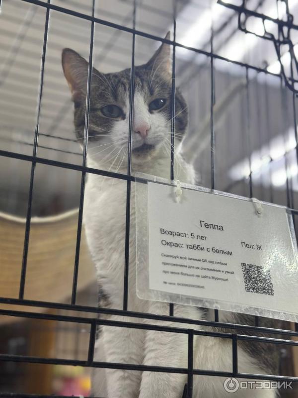 Приют для кошек Муркоша (Россия, Москва) фото