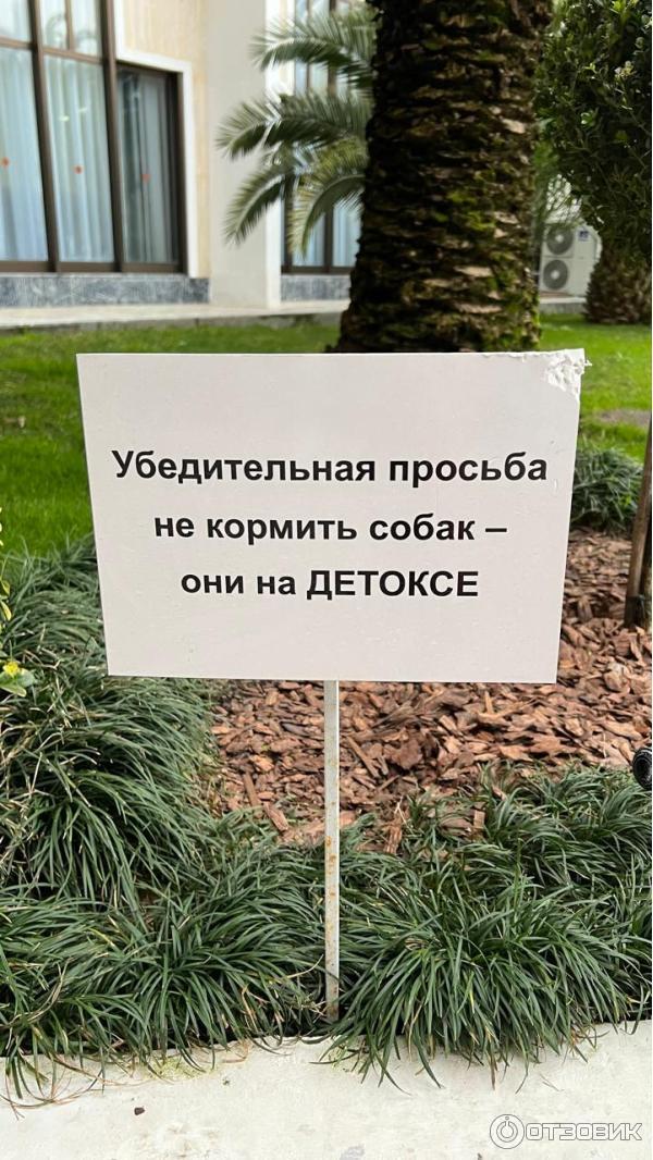 Сад-пансионата Самшитовая роща (Абхазия, Пицунда) фото