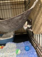 Приют для кошек "Муркоша" (Россия, Москва) фото