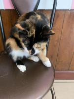 Пышечная на Большой Конюшенной 25 (Россия, Санкт-Петербург) фото