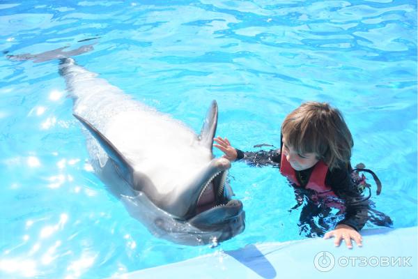 Дельфинарий Dolphin World (Египет, Хурада) фото