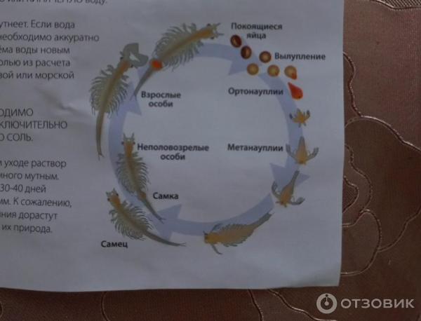 Набор для выращивания живых рачков Intellectico Питомец юрского периода фото