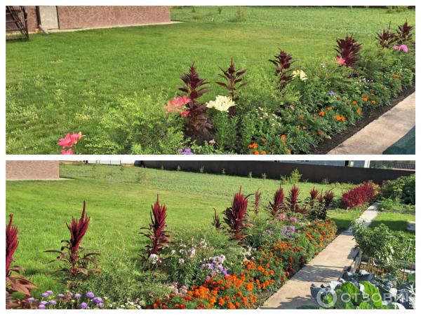 АМАРАНТ Вишневый бархат