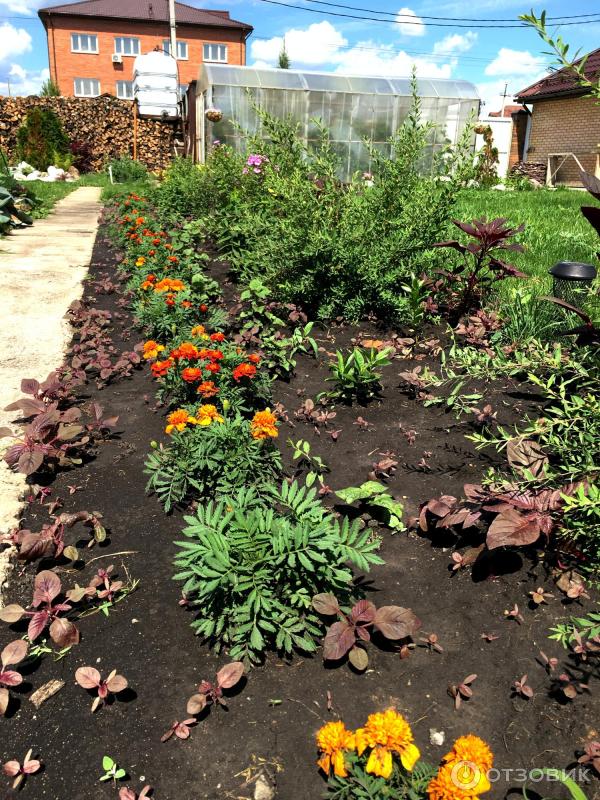 АМАРАНТ Вишневый бархат