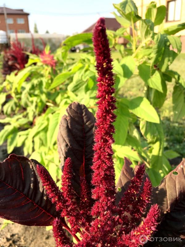 Колосовидная метелка амаранта. Амарант Вишневый бархат