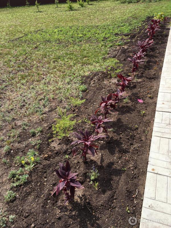 АМАРАНТ Вишневый бархат