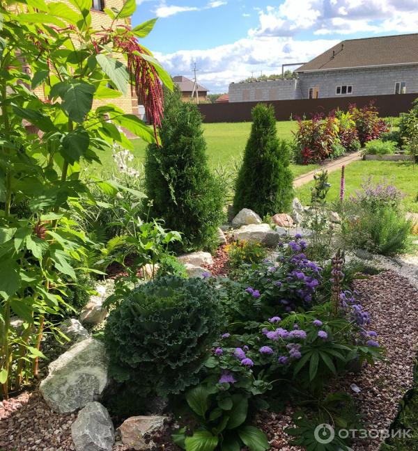 Амаранты декоративные