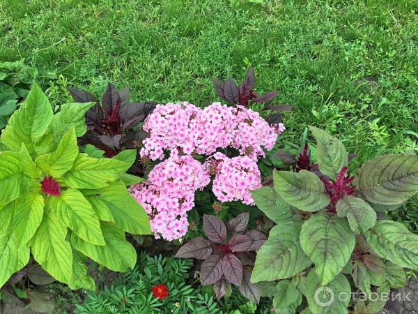 Амаранты декоративные