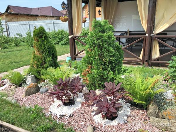 АМАРАНТ Вишневый бархат