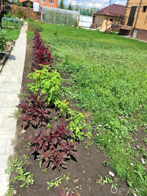 АМАРАНТ Вишневый бархат