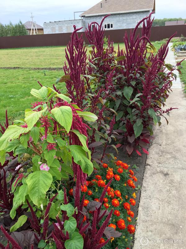 Амаранты декоративные