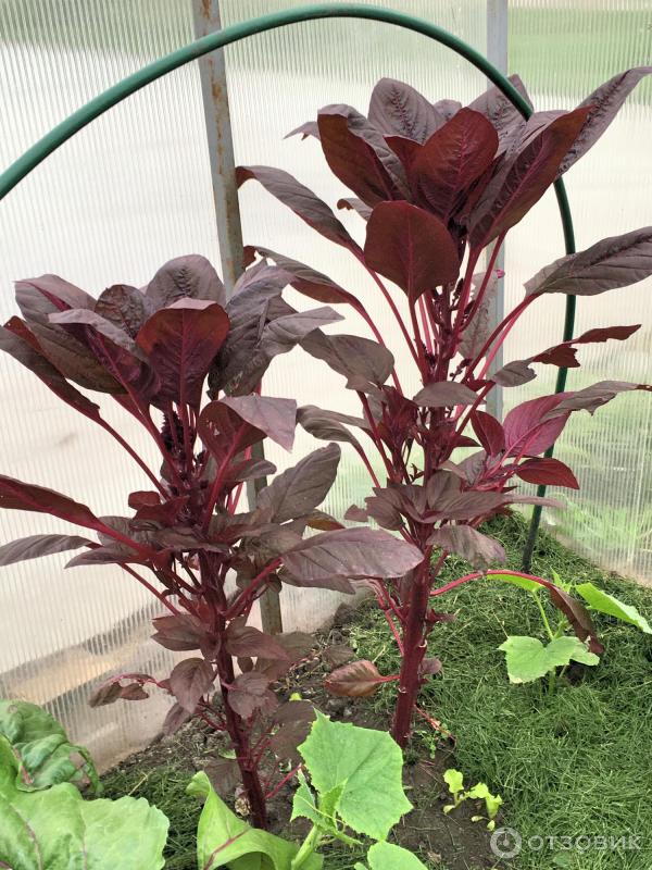 АМАРАНТ Вишневый бархат