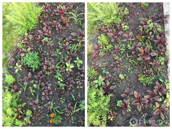 АМАРАНТ Вишневый бархат