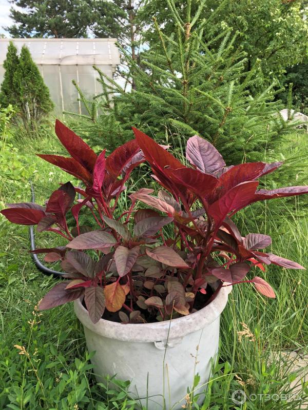 АМАРАНТ Вишневый бархат