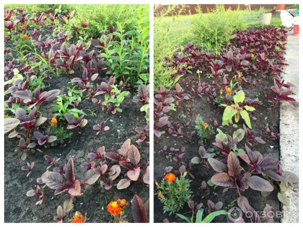 АМАРАНТ Вишневый бархат