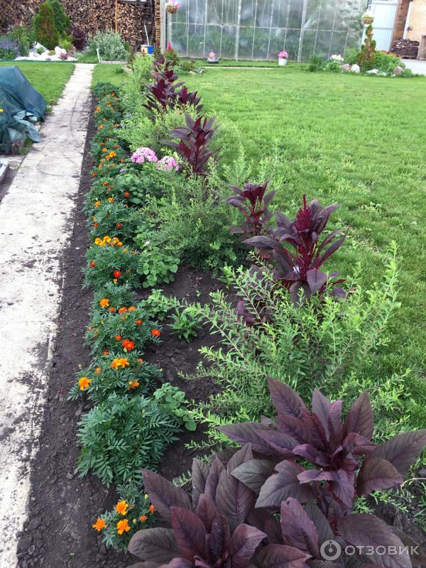 АМАРАНТ Вишневый бархат