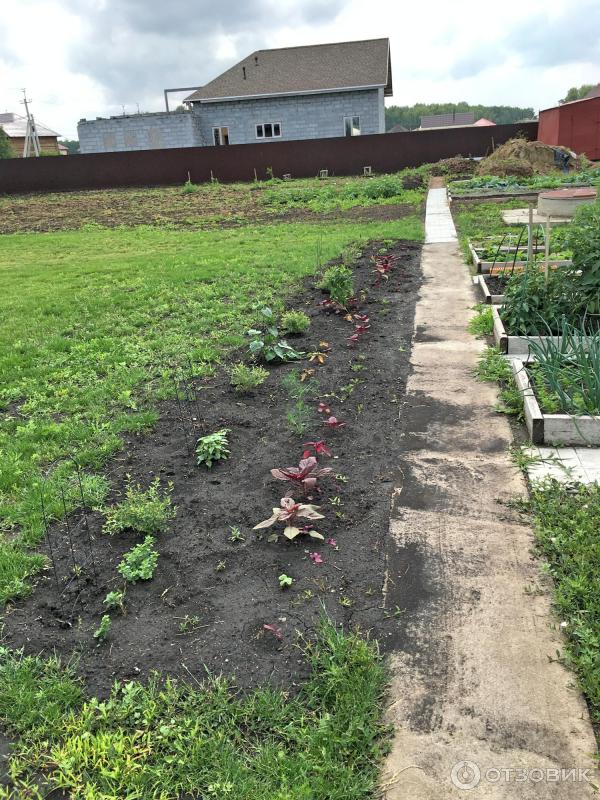 АМАРАНТ Вишневый бархат