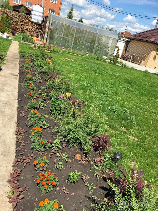 АМАРАНТ Вишневый бархат