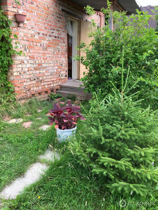 АМАРАНТ Вишневый бархат