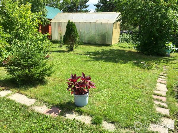 АМАРАНТ Вишневый бархат