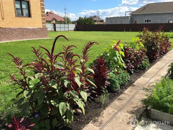 Амаранты декоративные