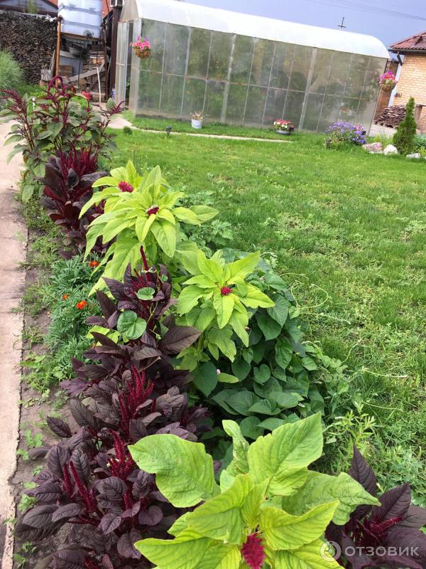 Амаранты декоративные