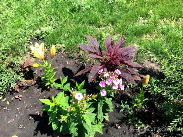 АМАРАНТ Вишневый бархат