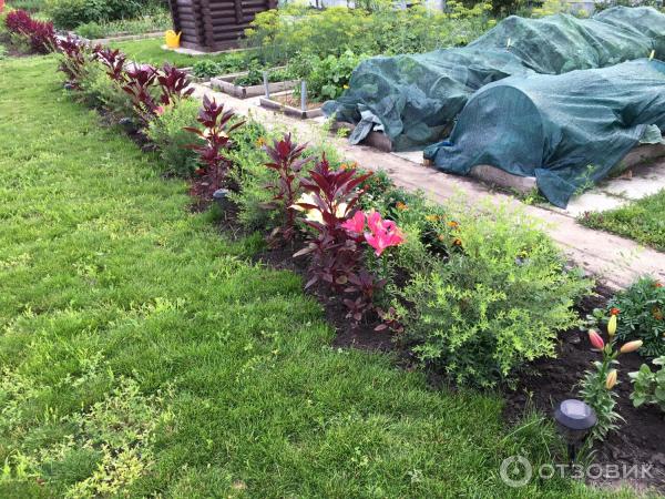 АМАРАНТ Вишневый бархат