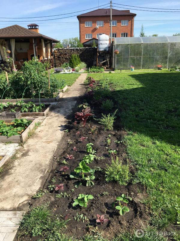 АМАРАНТ Вишневый бархат