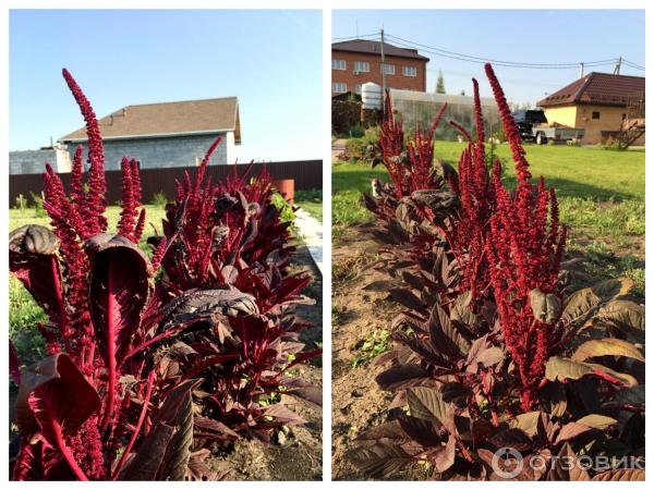 АМАРАНТ Вишневый бархат