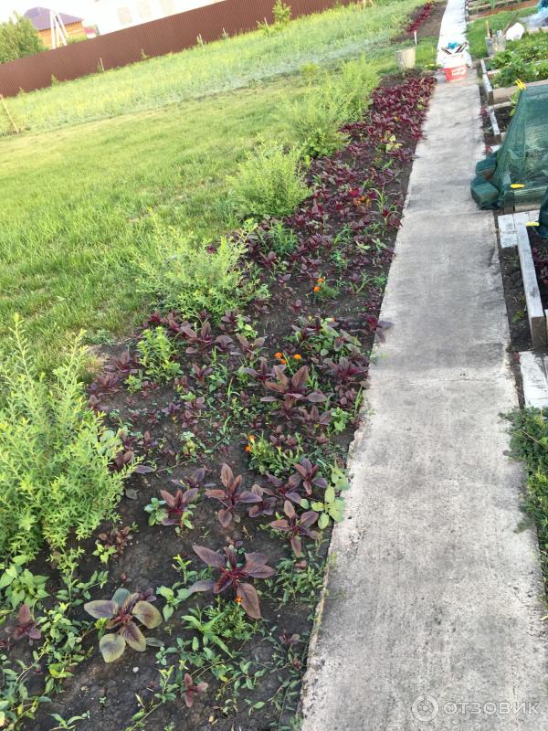 АМАРАНТ Вишневый бархат