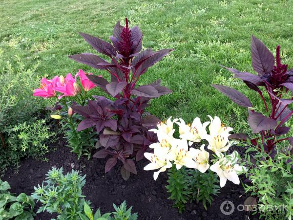 АМАРАНТ Вишневый бархат