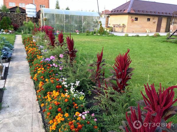 АМАРАНТ Вишневый бархат