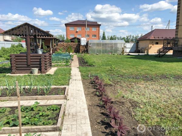 АМАРАНТ Вишневый бархат