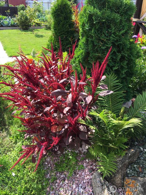 АМАРАНТ Вишневый бархат