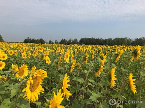 Поездка на автомобиле по Казахстану фото