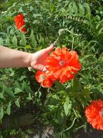 Отдых в Калининграде (Россия, Калининградская область) фото