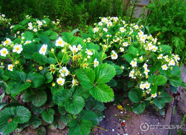 Водорастворимая таблетка Инта- Вир