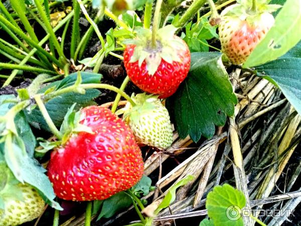 Инсектицидная водорастворимая таблетка Инта-вир фото