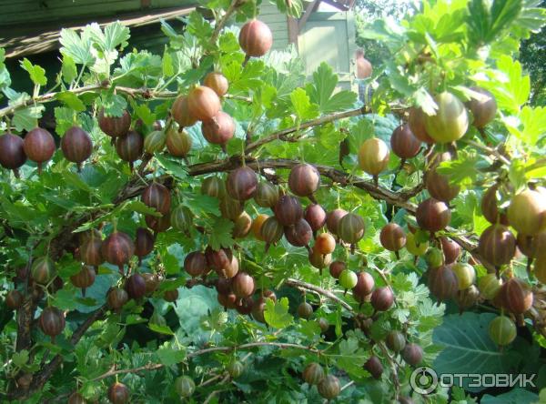 Водорастворимая таблетка Инта- Вир