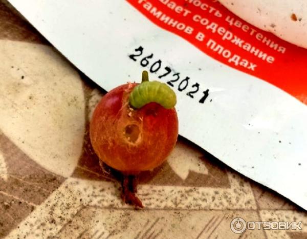 Гусеница огневки