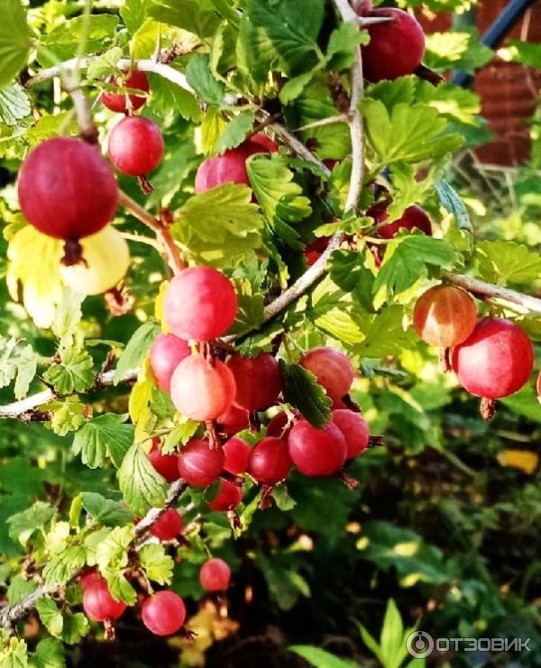Отзыв о Инсектицидная водорастворимая таблетка Инта-вир | Надежное ...