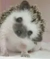 kabanni