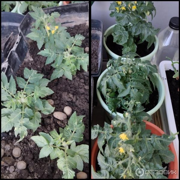 Отзыв о Низкорослый томат "Балконное чудо" | Мой первый урожай :)