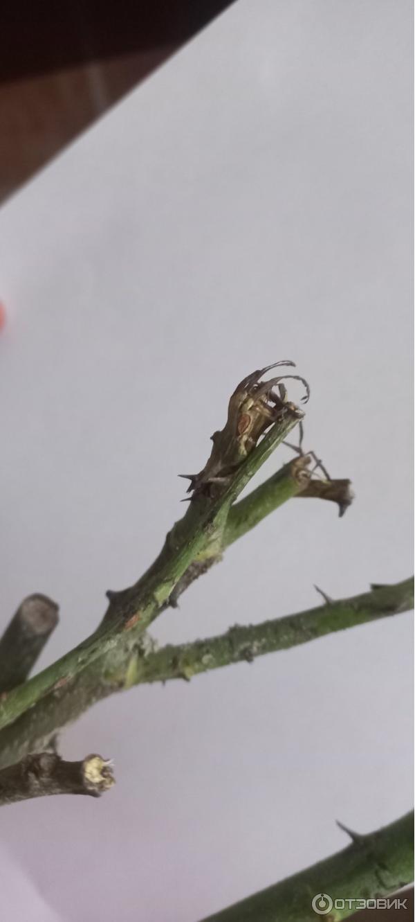 Dolinasad.by - садовый интернет-магазин Долина растений фото